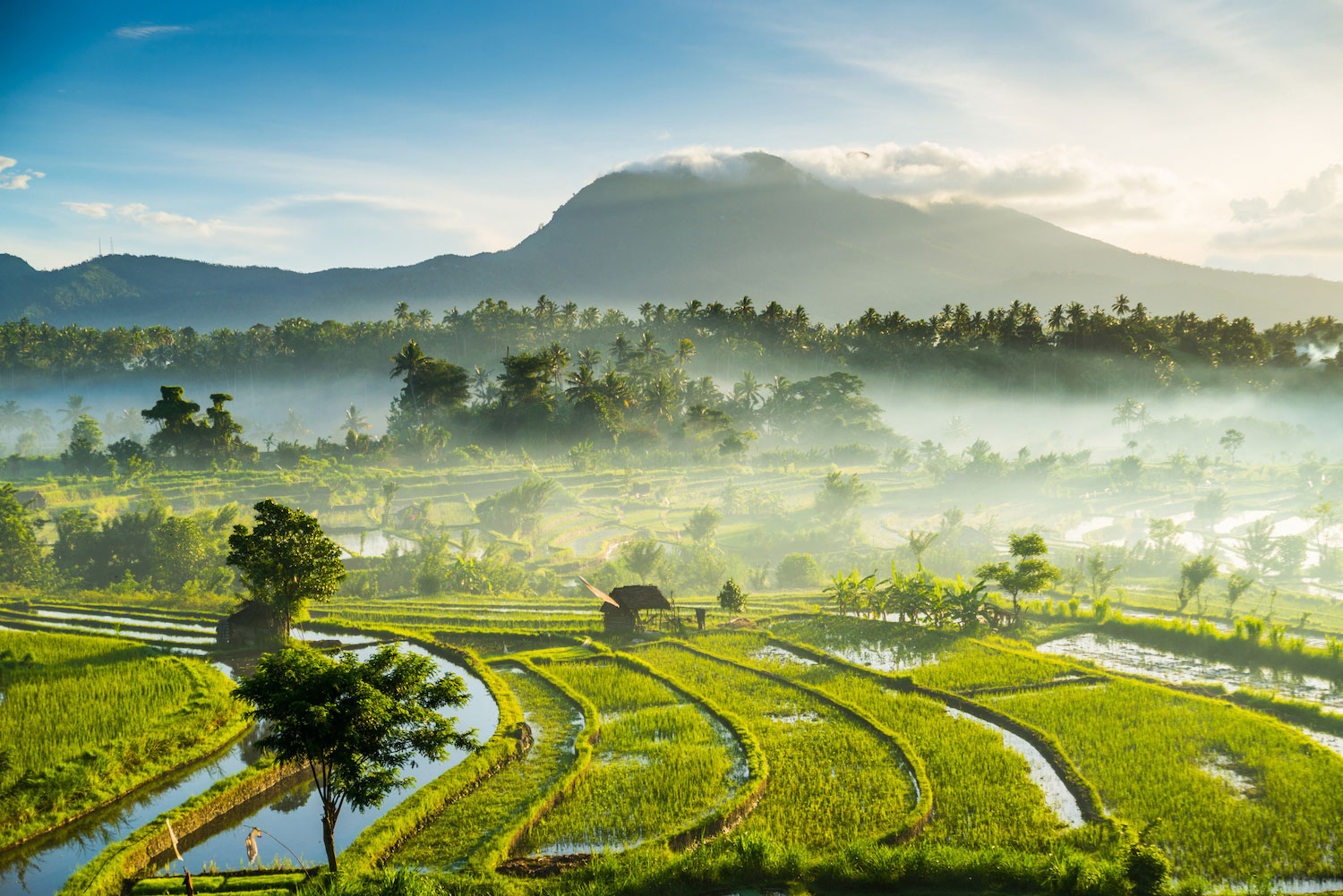 rice-fields-bali-indonesia