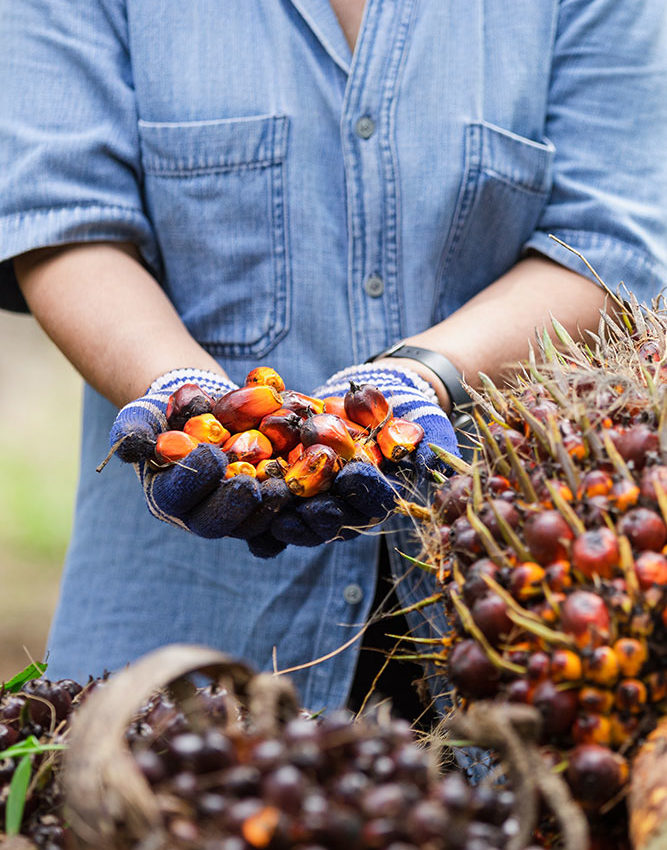 woman-showing-the-bunch-of-red-palm-seed